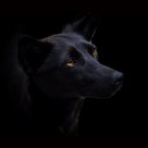 DOG PORTRAIT